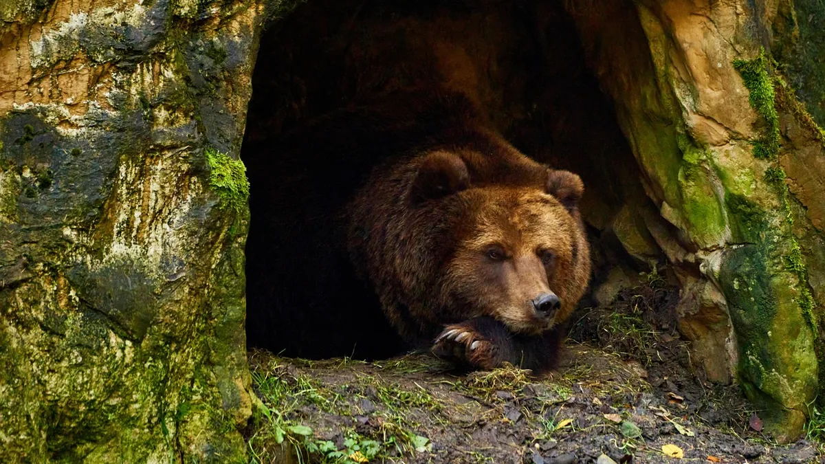 Urso-pardo deitado à entrada da sua toca