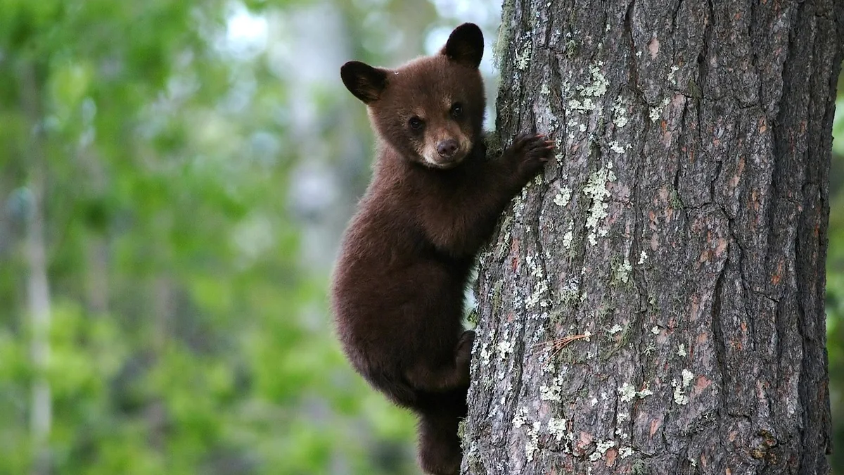 Cria de urso agarrada a um tronco de árvore