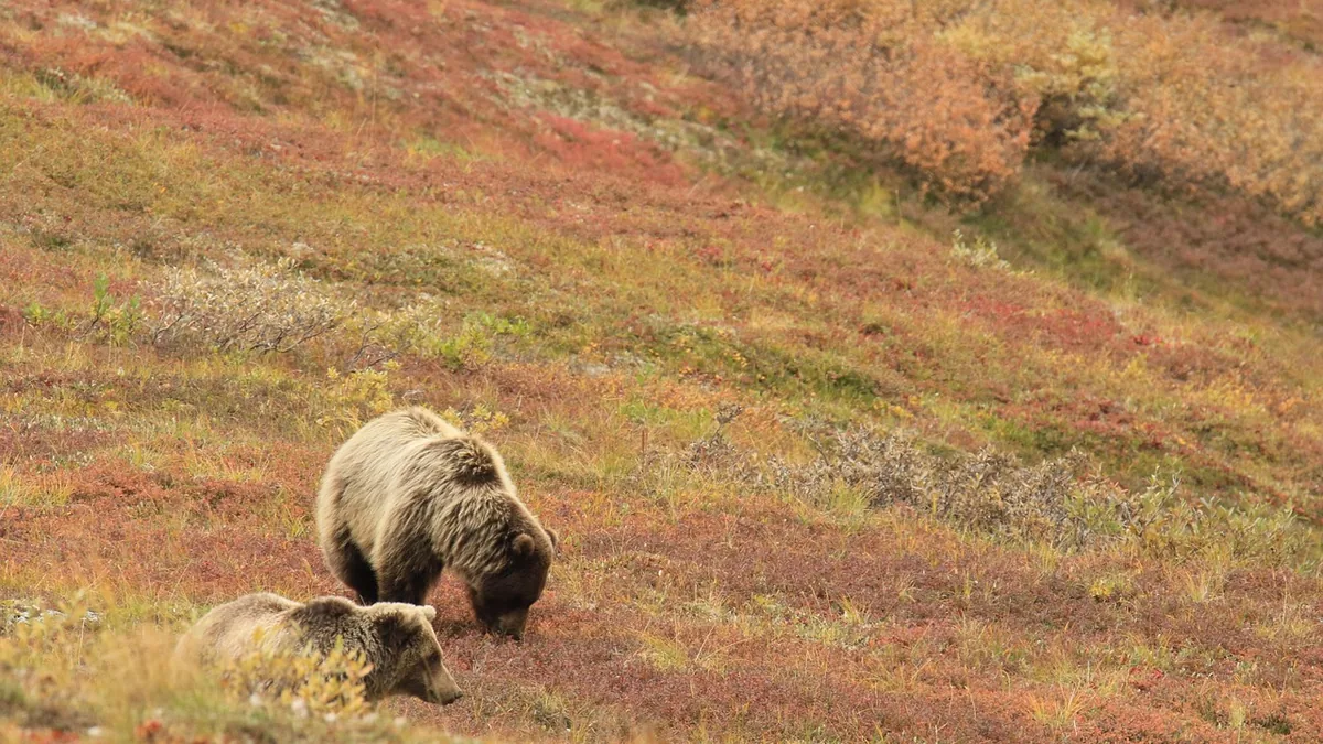 Ursa-parda com a sua cria na tundra do Alasca